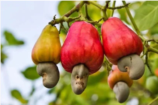 Cashew Plant